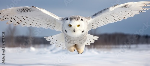 Snowy owl hunting prey in Minnesota winter, flying low.