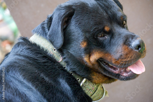 Fearless and authoritative guardian Quietly radiates a sense of power The embodiment of the essence of Rottweiler life
