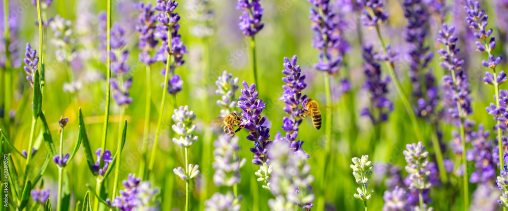 Naklejka premium Spring lavender flowers under sunlight. Bees pollinate flowers and collect pollen. Lavender honey. Beautiful landscape of nature with a panoramic view. Hi spring. long banner