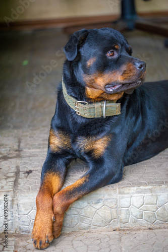 Introducing the perfect four-legged companion. Rottweiler Love is your furry best friend. Experience a level of comfort and style with our bast shoes. Meet my trusty Rottweiler buddy,