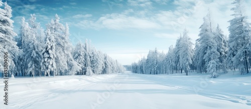 Pine forest road in snowy winter, outskirts.