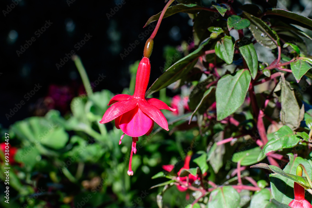 One delicate vivid pink magenta fucsia flower in a garden pot in a sunny summer day . One delicate vivid pink magenta fucsia flower in a garden pot in a sunny summer day .