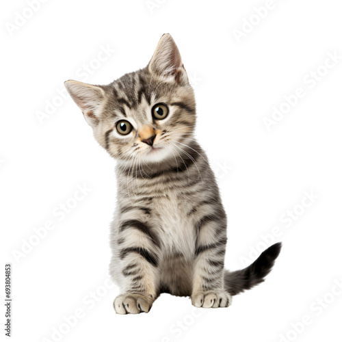 A cat cutout. Home pet animal dicut ,isolated on white and transparent background.