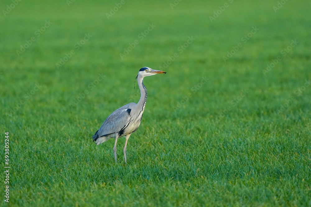 Beautiful gray heron bird walks in the grass with an insect in its beak. A natural background, grass.