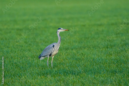 Obraz na płótnie Beautiful gray heron bird walks in the grass with an insect in its beak. A natural background, grass. w salonie