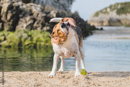 Beagle recién salido del agua sacudiendo la cabeza. Perro mojado en la playa 
