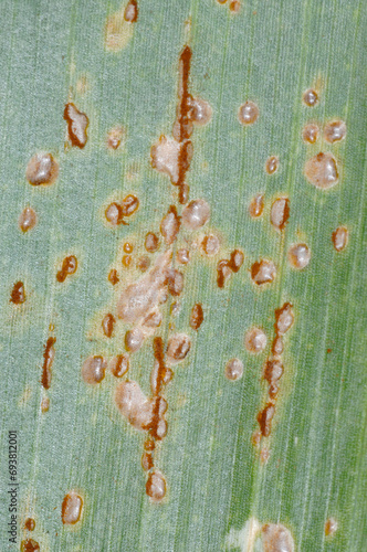 Maisrost, Puccinia sorghi, Maisblatt photo