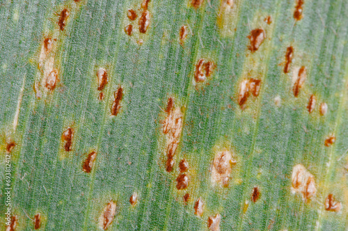 Maisrost, Puccinia sorghi, Maisblatt photo