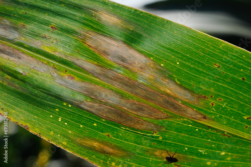 Obraz na płótnie Blattfleckenkrankheit,  Helminthosporium turcicum - spp
