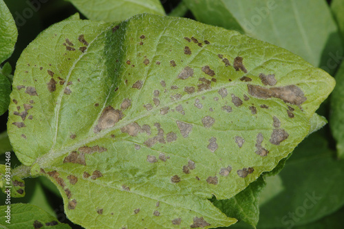 Cuadro en lienzo Dürrfleckenkrankheit,   Alternaria solani Sorauer, A
