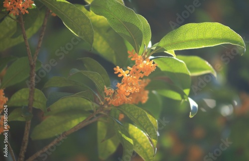 金木犀の花