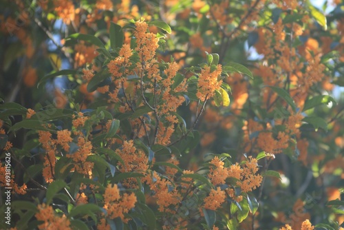 金木犀の花