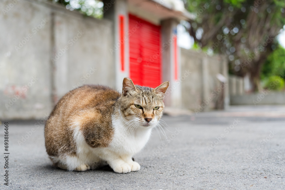 Fototapeta premium Stray cat sitting on the ground