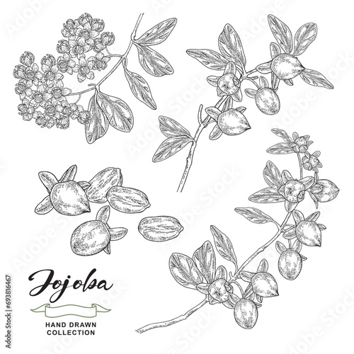 Jojoba plant set. Simmondsia chinensis. Jojoba fruits and flowers hand drawn. Vector illustration botanical. Black and white engraving style.