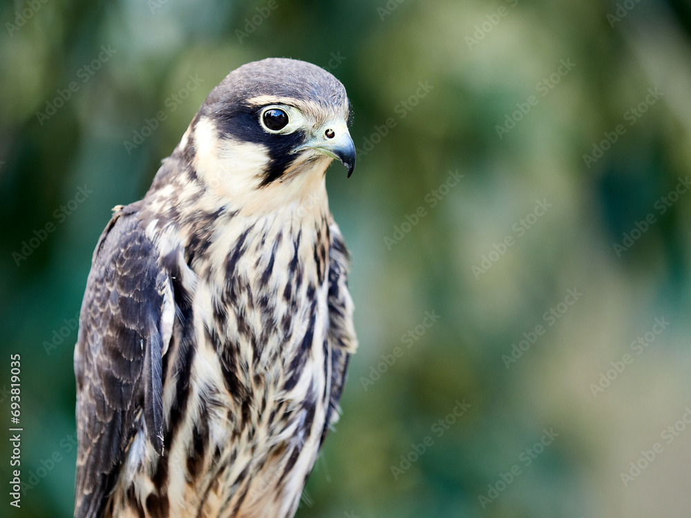 Falcon hobby. A small bird of prey from the falcon family Falcon hobby. A small bird of prey from the falcon family