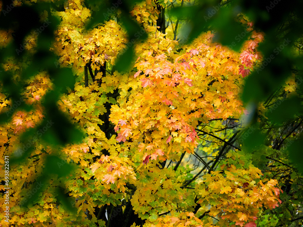 Autumn landscape. Composition of yellow and green leaves..Bright fall foliage as background or texture Autumn landscape. Composition of yellow and green leaves..Bright fall foliage as background or texture