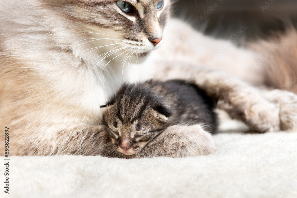 Tiny blind kitten sleeping near his mother close up. Cats offspring on cozy white carpet