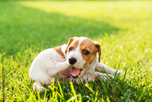 Funny Jack Russel Terrier puppy eating his leg on green lawn on the backyard. Dogs and pets photography