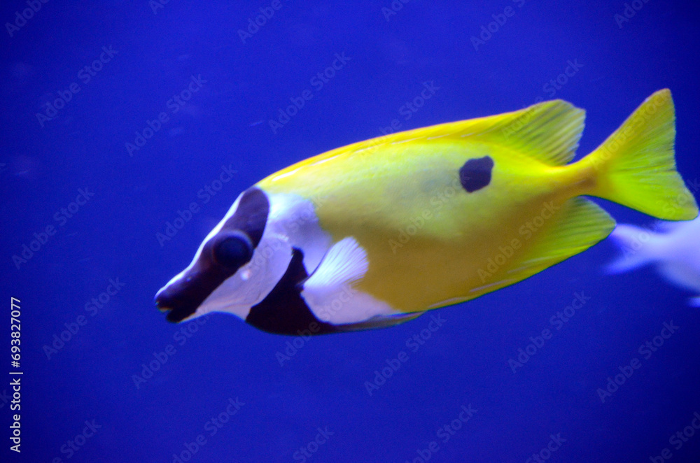 Naklejka premium ヒフキアイゴ