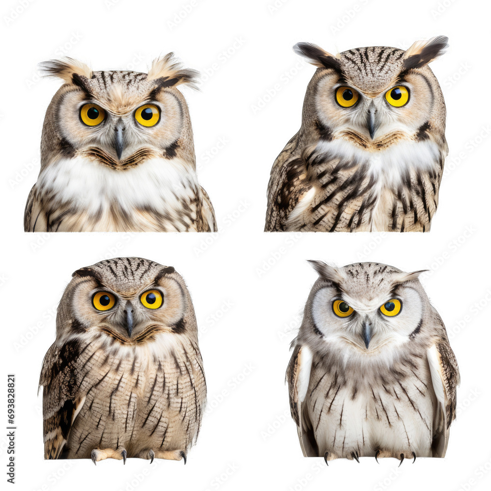 Owl Portraits From Various Angles Showcasing the Bird's Wisdom and Elegance.. Isolated on a Transparent Background. Cutout PNG. Owl Portraits From Various Angles Showcasing the Bird's Wisdom and Elegance.. Isolated on a Transparent Background. Cutout PNG.