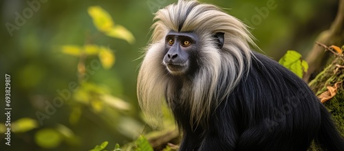 The lion-tailed macaque, native to India's Western Ghats, is an endangered monkey recognized for its manes, social habits, and forest home.