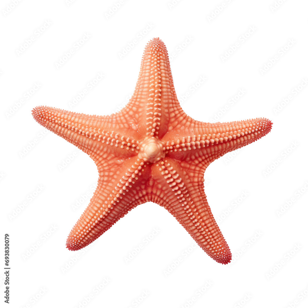 Elegant Starfish Isolated on Transparent Background Elegant Starfish Isolated on Transparent Background