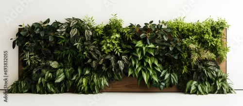 Living system for walls featuring greenery. photo
