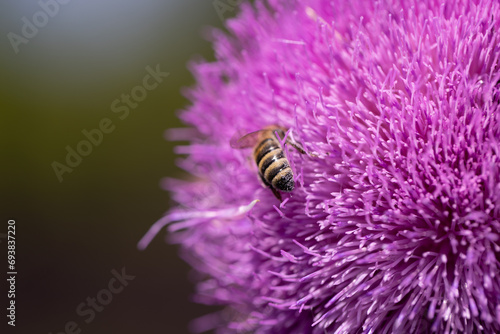 Blessed milk thistle pink flowers in field. Silybum marianum plant. St. Mary's thistle bloom pink. Close-up bee collecting pollen on purple thistle flower. Large purple wildflower with bee diving into