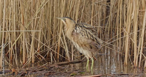Eurasian bittern shakes his feathers