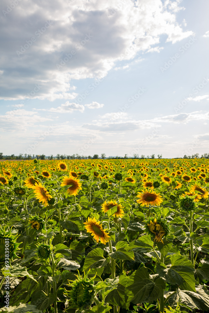 Large field with yellow sunflower on a sunny day, landscape with sunflowers