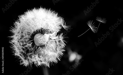 Closeup of one dandelion on natural black background (Shot with flash). Bright, delicate nature details. Flying dandelion seeds isolated over Black. Inspirational nature concept. #693839042