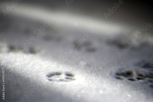 Fototapeta Naklejka Na Ścianę i Meble -  Morning shot after a snowfall featuring feline (cat) footprints illuminated by the first light of day. Linear shaped light beams. Mystery and silence.