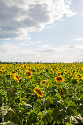 Large field with yellow sunflower on a sunny day, landscape with sunflowers
