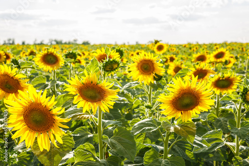 Large field with yellow sunflower on a sunny day  landscape with sunflowers