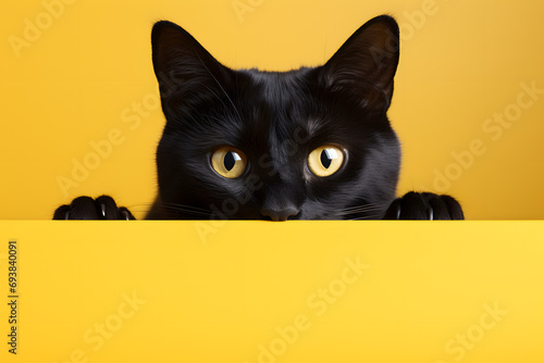 a black cat peeks from behind a yellow background