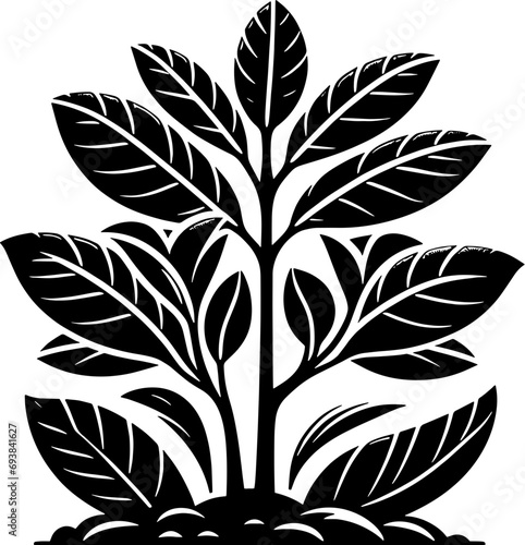 Clusiaceae plant icon 8
