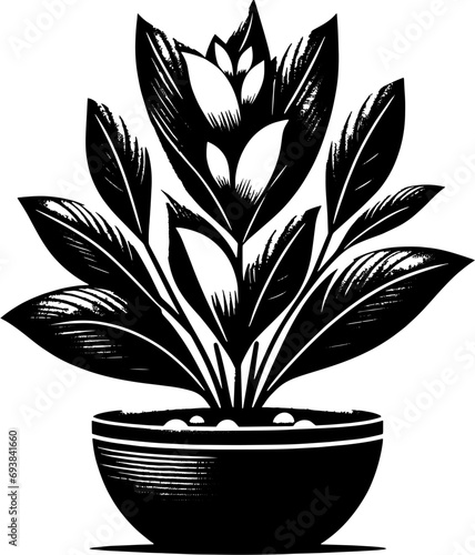 Clusiaceae plant icon 3 photo