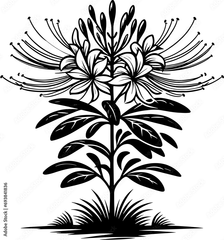 Cleomaceae plant icon 14 Cleomaceae plant icon 14