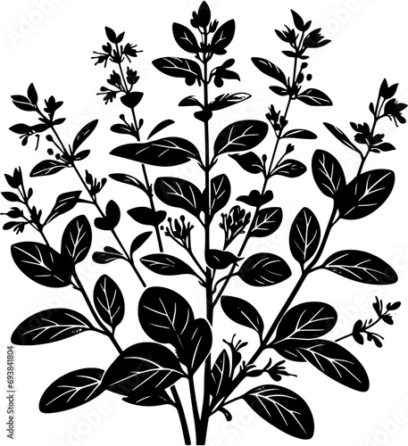 Clethraceae plant icon 1 © Erum