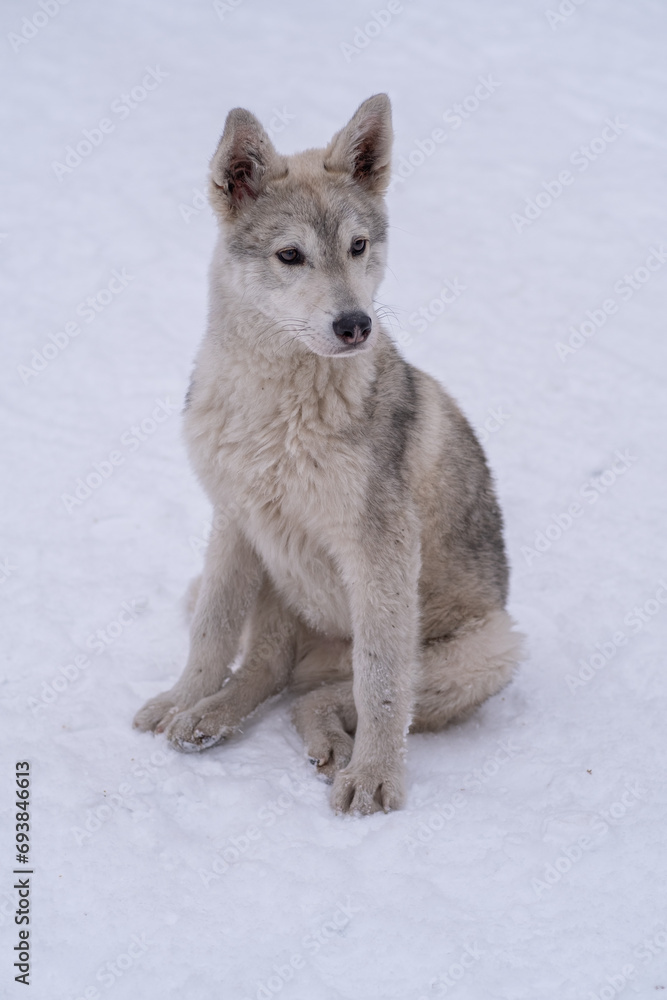 Naklejka premium Stray beautiful dog in the snow on a cold winter day. Stray dog with sad eyes. Stray animals, social problems, safety, 