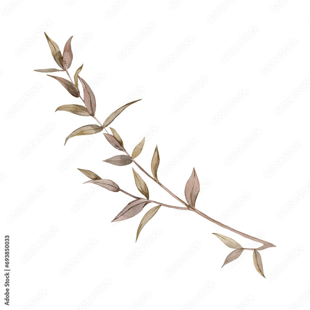 Obraz premium Hand drawn watercolor illustration of eucalyptus branch isolated on white background.