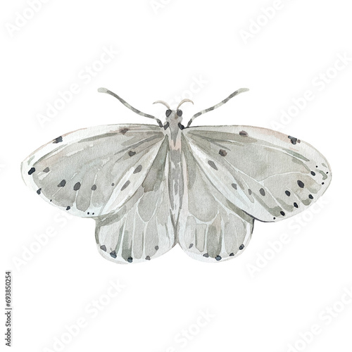 Moth illustration isolated on white background. Hand painted with watercolors. For design of cards, logos, tattoos
