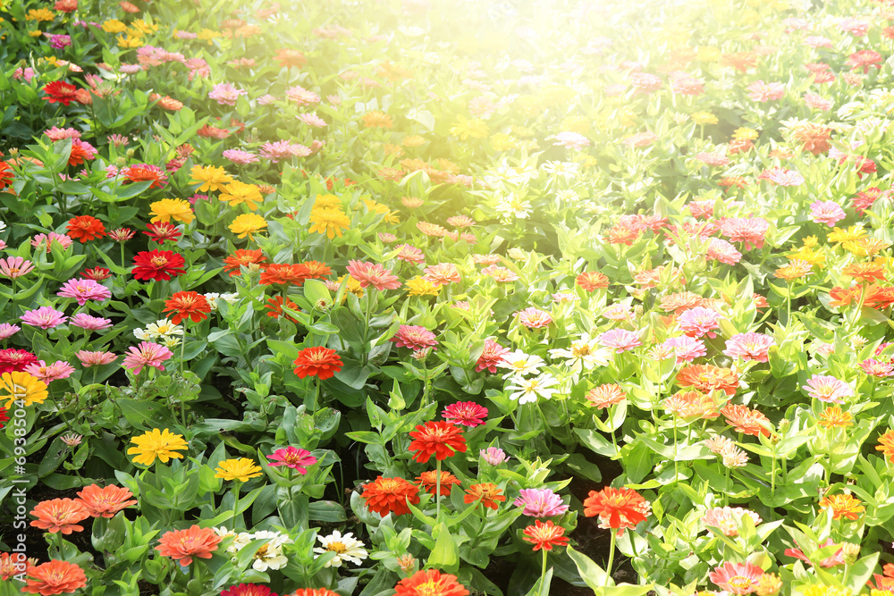 Fototapeta premium Summer natural flower beauty colorful flower garden