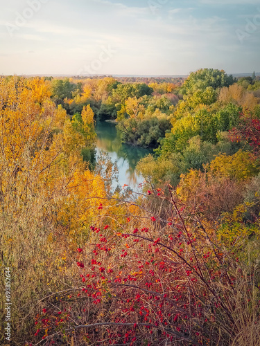 Picturesque autumn landscape with red brier bush and a view to the Prut river surrounded by colorful forest