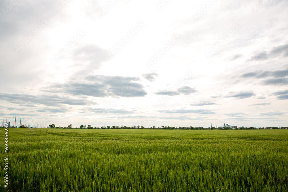 Beautiful landscape with green wheat field and clouds