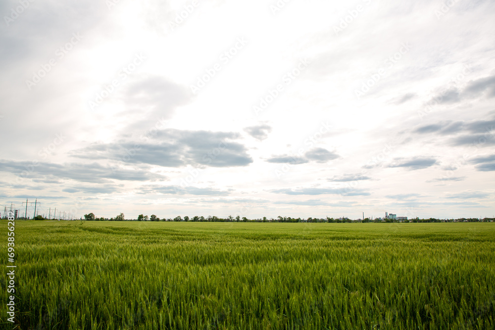 Beautiful landscape with green wheat field and clouds Beautiful landscape with green wheat field and clouds