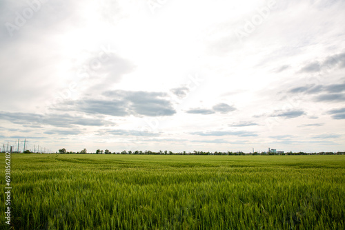 Beautiful landscape with green wheat field and clouds