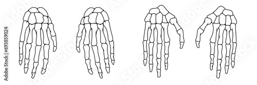 Sekeleton human hand set, Reversible Skull Hand Collection Vector Illustrations
