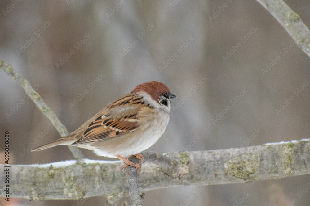 sparrow on a branch sparrow on a branch