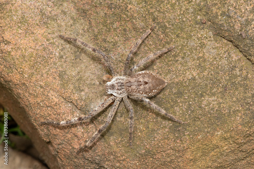 Close-up of an unknown species of rain spider (Palystes sp) found in the wild in KwaZulu-Natal, South Africa 